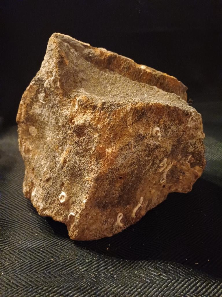 Fossiele walviswervels uit het mioceen, Verzamelen, Mineralen en Fossielen, Ophalen of Verzenden, Fossiel