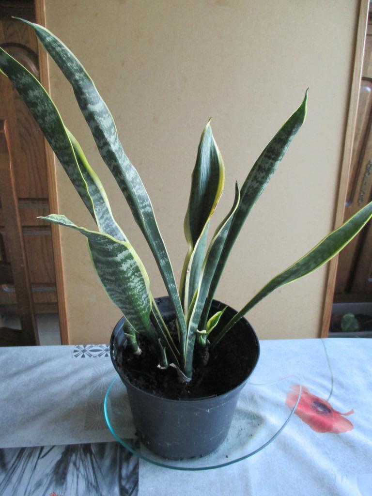 sansevieria of vrouwentongen, Huis en Inrichting, Groene kamerplant, Ophalen of Verzenden, Overige soorten, Minder dan 100 cm