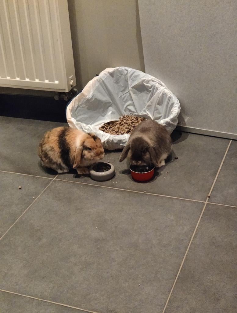 2 konijntjes te koop, Dieren en Toebehoren, Konijnen, Dwerg, Hangoor, 0 tot 2 jaar