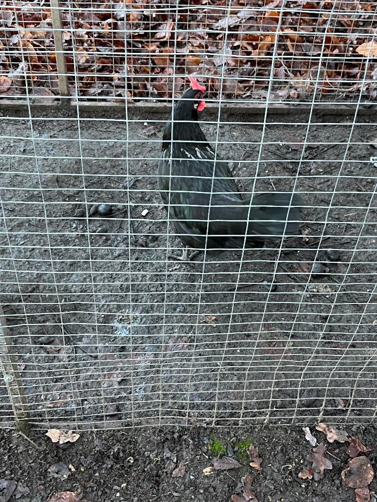 Jonge hennen en hanen, Meerdere dieren, Kip