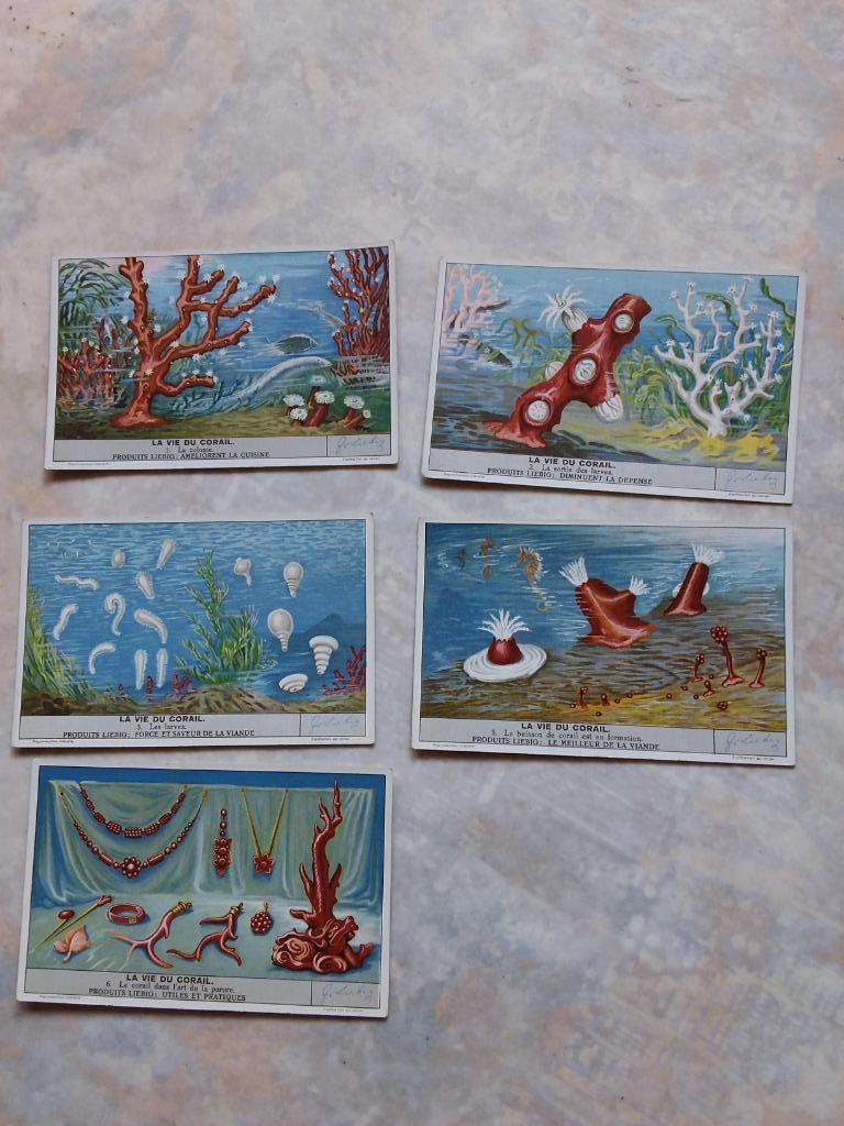 images Liebig: la vie du corail, Collections, Enlèvement ou Envoi