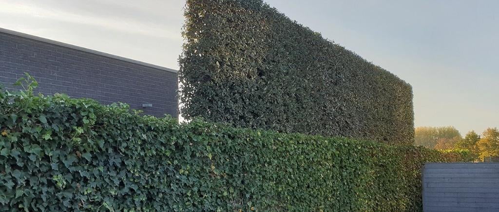 WINTERGROENE LEIBOMEN VOOR TUIN: steeneik, Photinia, laurier, Tuin en Terras, Planten | Tuinplanten, Ophalen, Vaste plant, Overige soorten