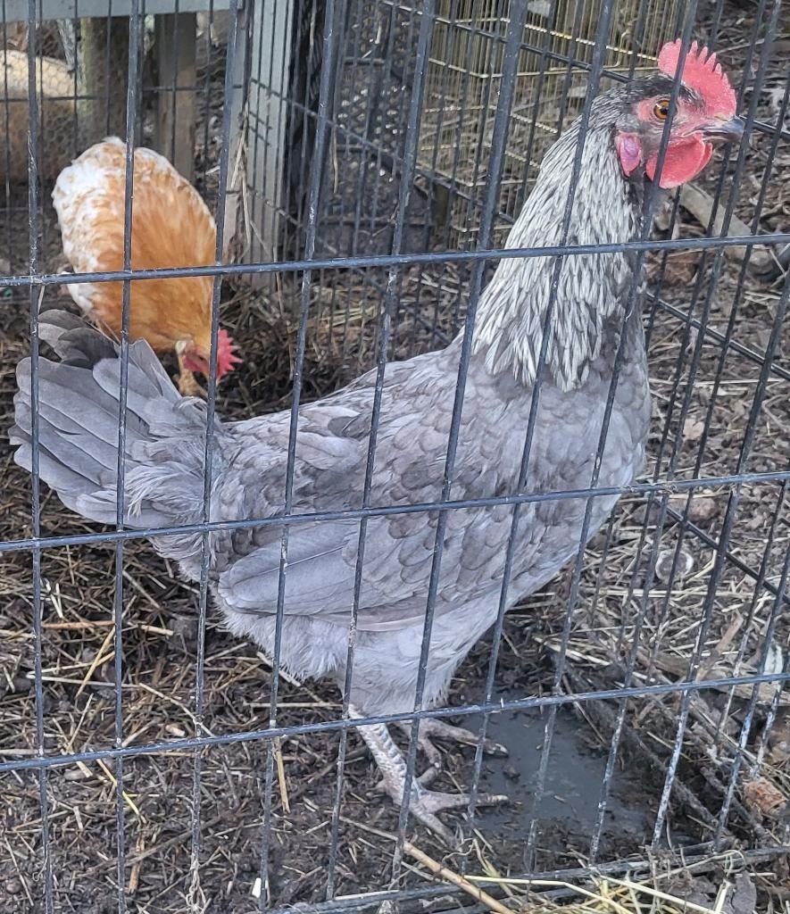 3 jonge haantjes, Dieren en Toebehoren, Pluimvee, Mannelijk, Kip