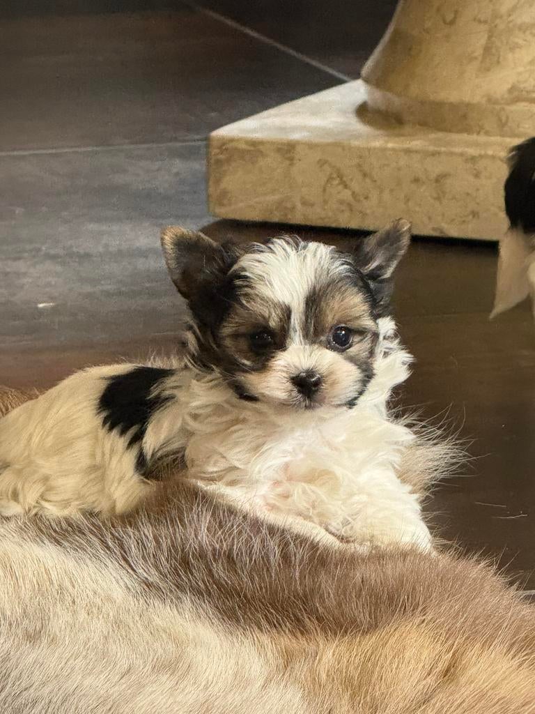 Biewer York pups, Dieren en Toebehoren, Parvo, België, Overige rassen, 8 tot 15 weken