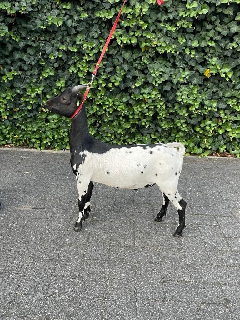 dwerggeiten, Dieren en Toebehoren, Schapen, Geiten en Varkens, Mannelijk, Geit, 0 tot 2 jaar