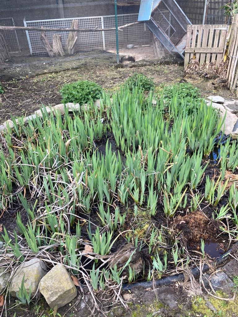 Scheuten gele lis, Tuin en Terras, Ophalen