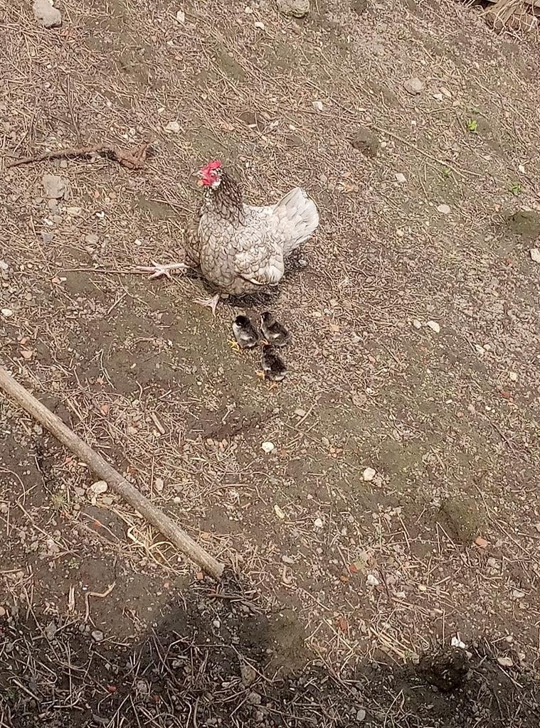 Engelse legkippen Engelse haan engelse kuikens, Dieren en Toebehoren, Kip