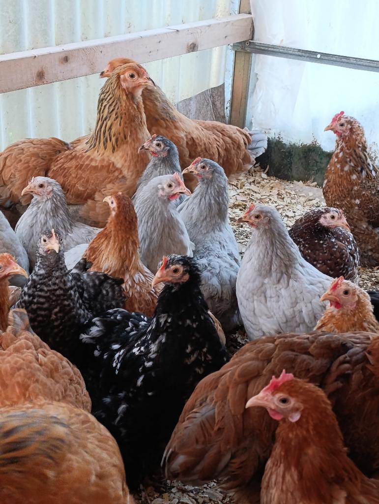 PLUIMVEE BART / cochin krielen vele kleuren 0499/082381, Dieren en Toebehoren, Pluimvee, Vrouwelijk, Kip