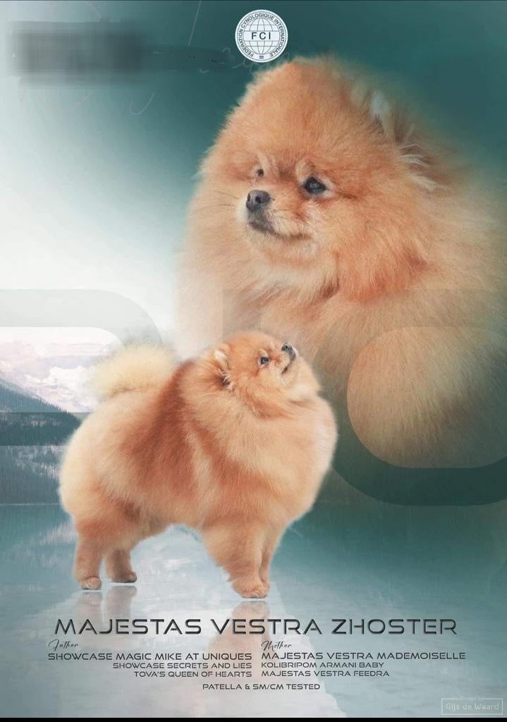 Pour couvrir pygmée, poméranien et poméranien, 3 à 5 ans, Loulou, Chien (mâle), Belgique