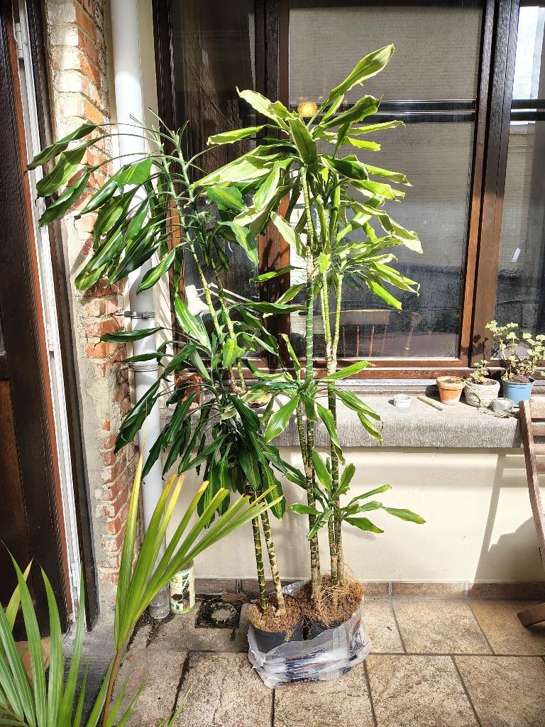 Lot de plantes palmier tropical arbustes arbres d'intérieur, En pot, Palmier, 150 à 200 cm, Enlèvement