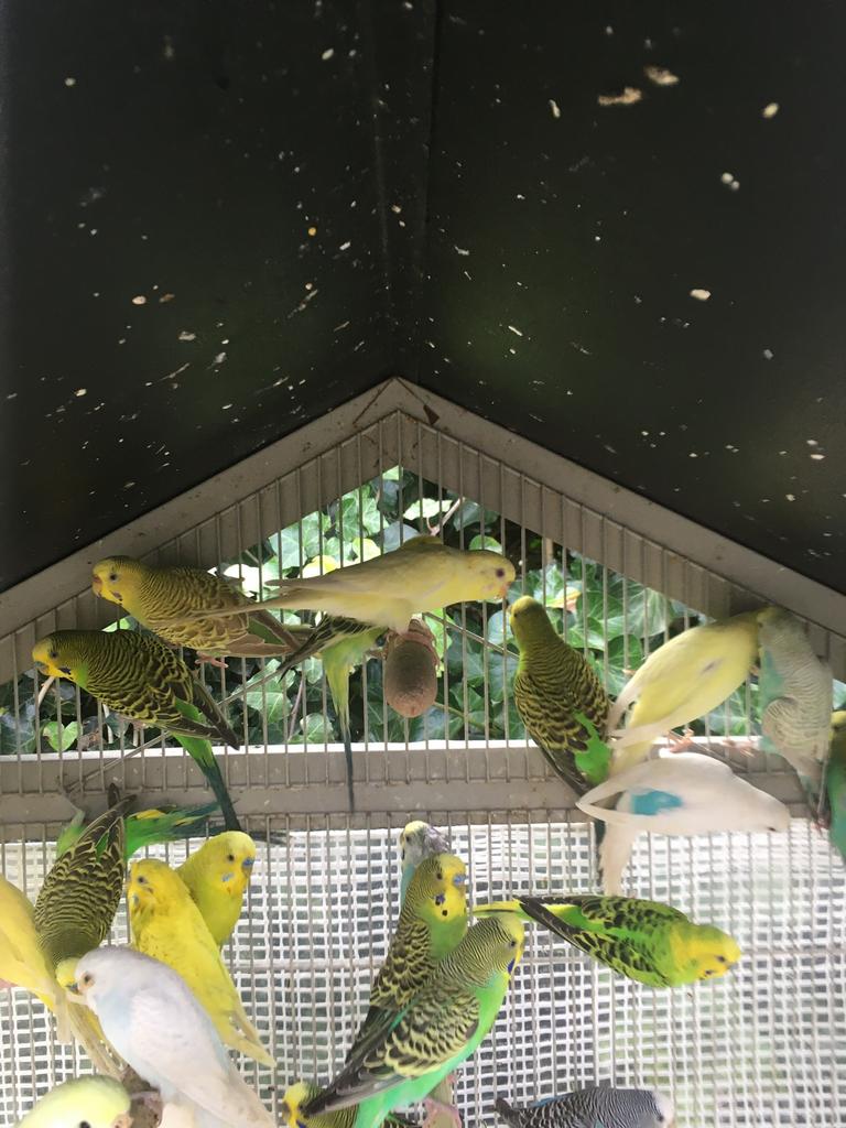 JONGE GRASPARKIETJES VANAF 10 EURO/VOGEL, Animaux & Accessoires, Oiseaux | Perruches & Perroquets, Perruche, Plusieurs animaux