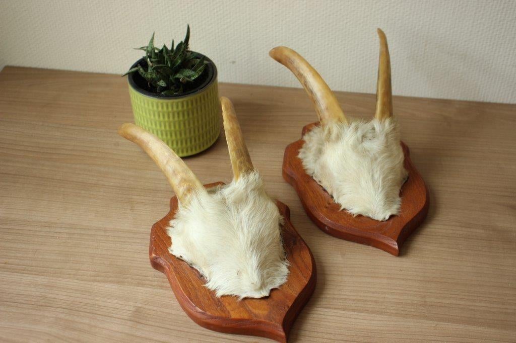 Taxidermie gewei geit hoorns, Verzamelen, Ophalen of Verzenden