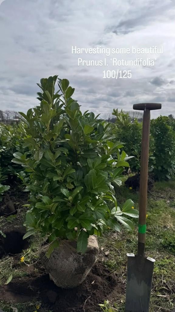Prunus rotundifolia 100-125, Jardin & Terrasse, Plantes | Arbustes & Haies, Haie, Laurier, 100 à 250 cm, Enlèvement