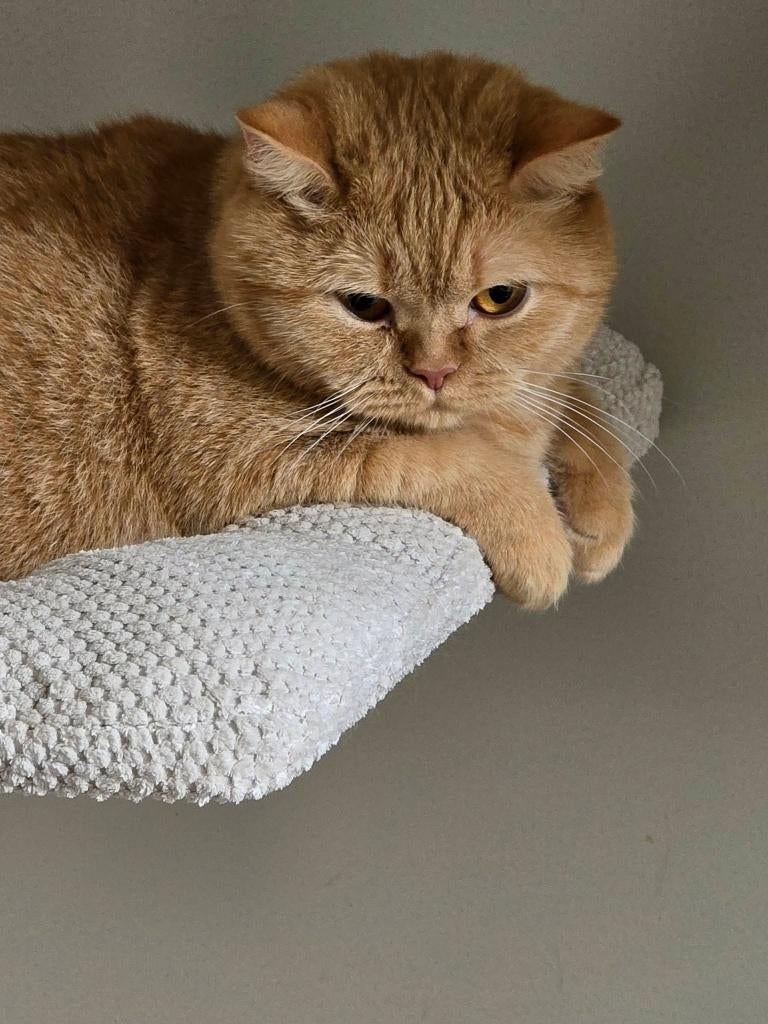 Rode poes met stamboom, Poes, Met stamboom, 3 tot 5 jaar