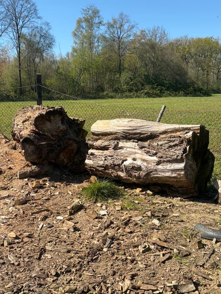 Brandhout gemengd, 3 à 6 m³, Enlèvement, Autres essences de bois, Troncs d'arbres