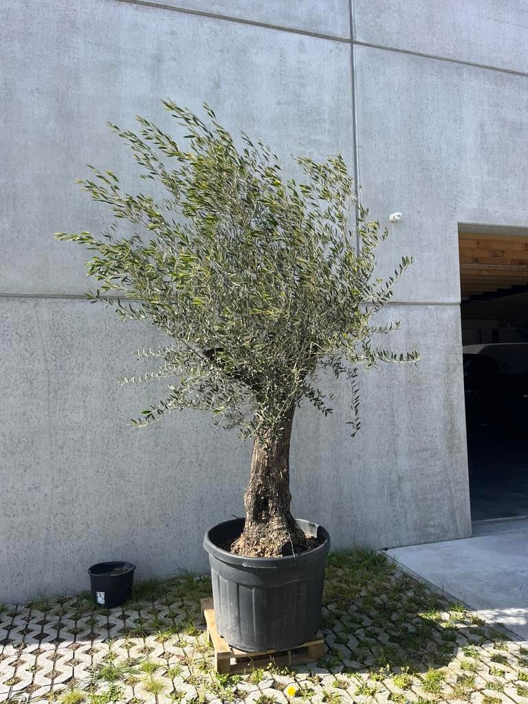 Olijfboom 3m, Tuin en Terras, Planten | Bomen, Ophalen, Olijfboom