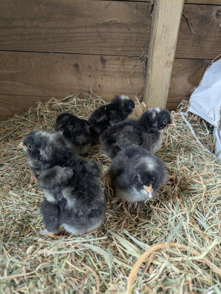 Mechelse koekoek haantjes, Dieren en Toebehoren, Pluimvee