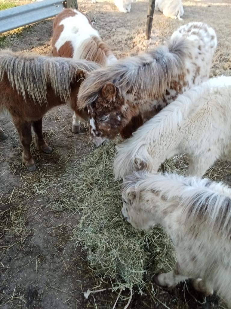 Ponny, Dieren en Toebehoren, Schapen, Geiten en Varkens