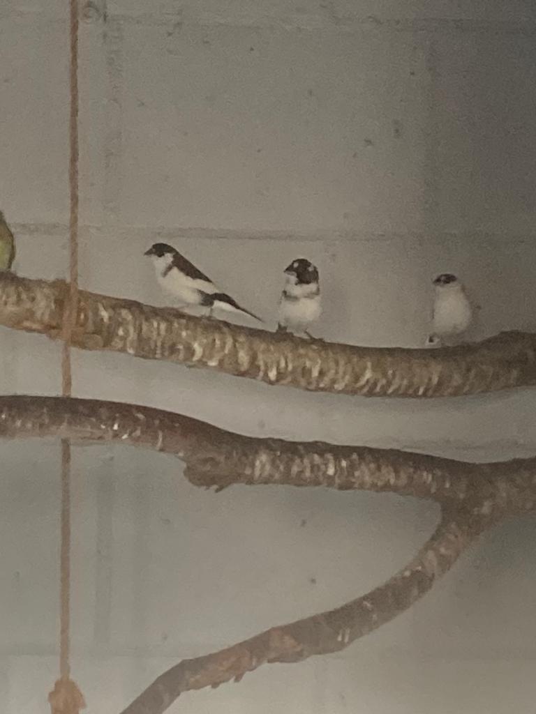 Japanse meeuwen, Dieren en Toebehoren, Vogels | Overige Vogels, Geslacht onbekend, Tropenvogel, Geringd