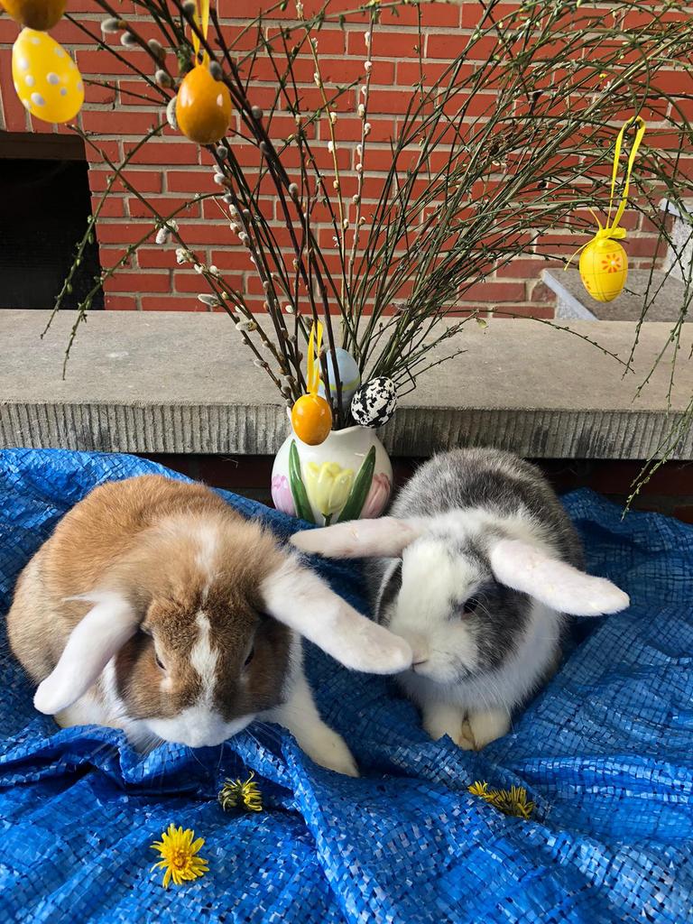 Konijn dwergkonijn, Dieren en Toebehoren