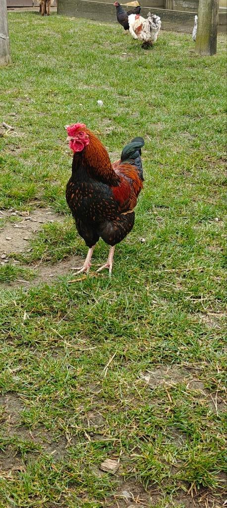 Wyandote kriel haan, Dieren en Toebehoren, Pluimvee