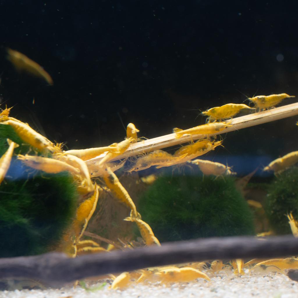 Caridina vs Neocaridina: Welke Garnalen Voor Jouw Aquarium? / Tips en