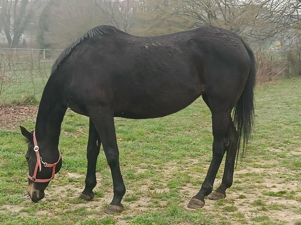 Jument 13 ans, Animaux & Accessoires, Chevaux, Débourré, 165 à 170 cm, Cheval de récréation, Jument