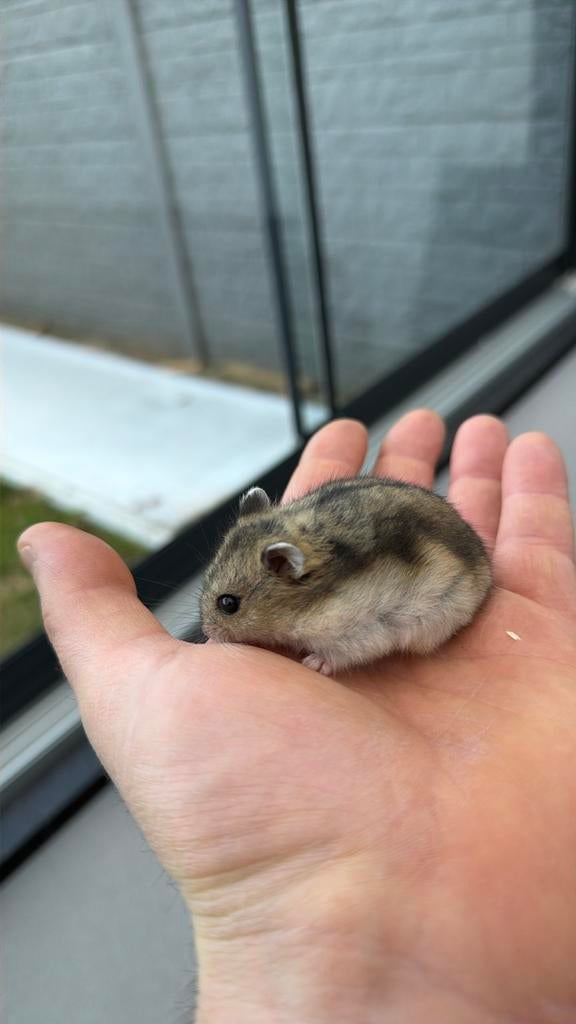 Russische dwerghamster, Dieren en Toebehoren, Knaagdieren, Hamster, Februari, Meerdere dieren, Tam