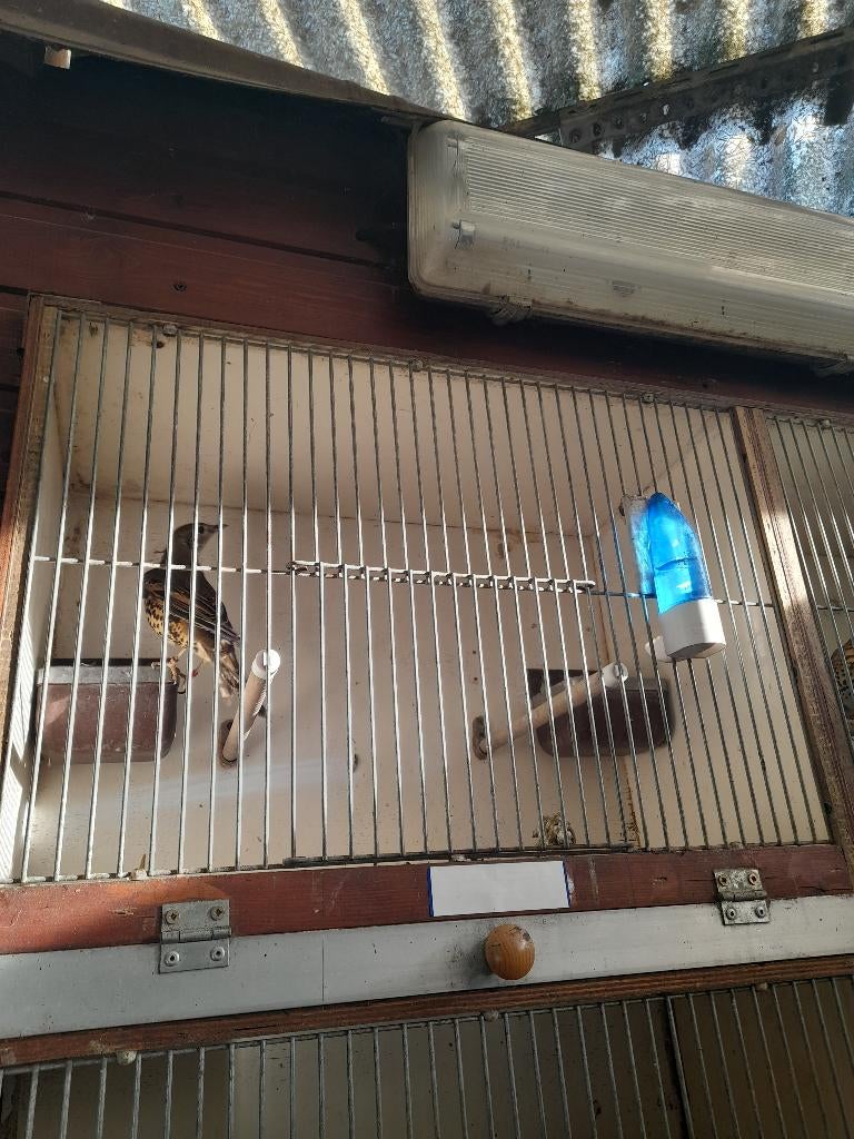 Grote lijster, Dieren en Toebehoren, Vogels | Overige Vogels, Vrouwelijk, Wildzangvogel, Geringd