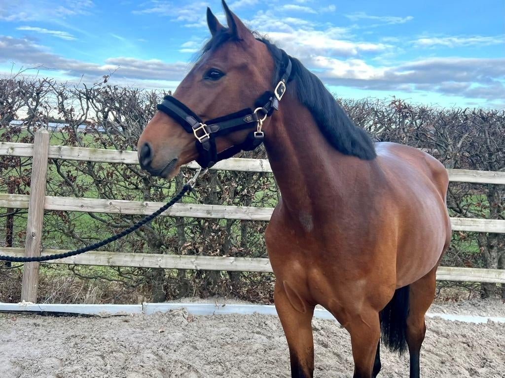 Bloed type sportpaard, Dieren en Toebehoren, Merrie, Met stamboom, Springpaard, Zadelmak