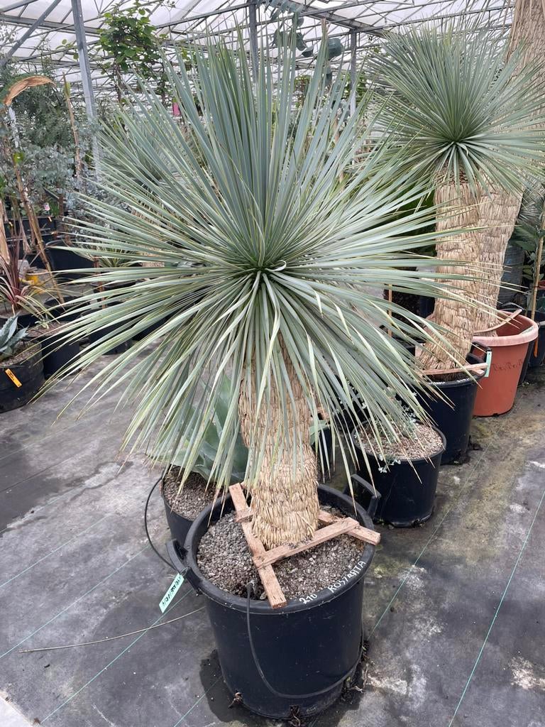 Yucca Rostrata, Lente, 100 tot 250 cm, Palmboom, Ophalen