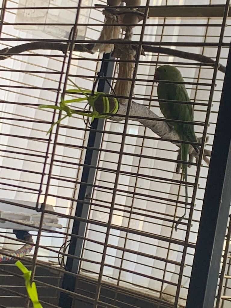 jonge halsbandparkiet dringend nieuwe thuis gezocht, Dieren en Toebehoren, Vogels | Parkieten en Papegaaien