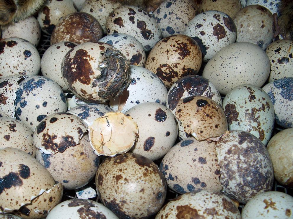 RECHERCHE : Oeufs de très petites tailles !, Animaux & Accessoires, Enlèvement