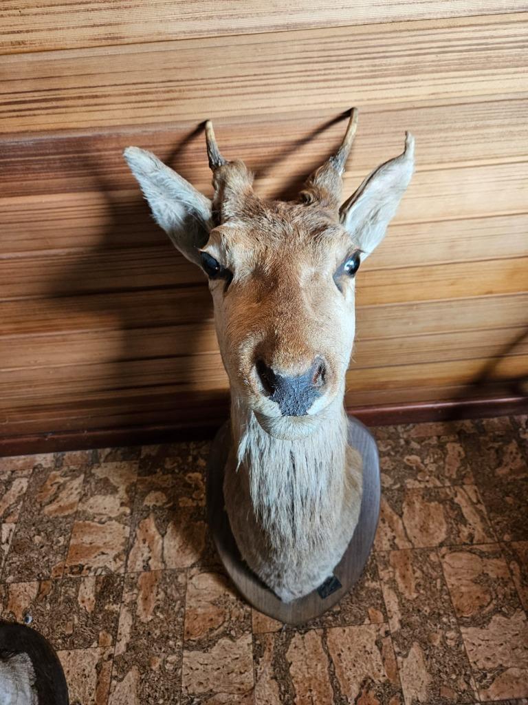tête de jeune cerf (daguet), Enlèvement, Cerf