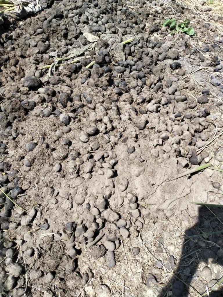 Paarde mest, Ophalen, Mest