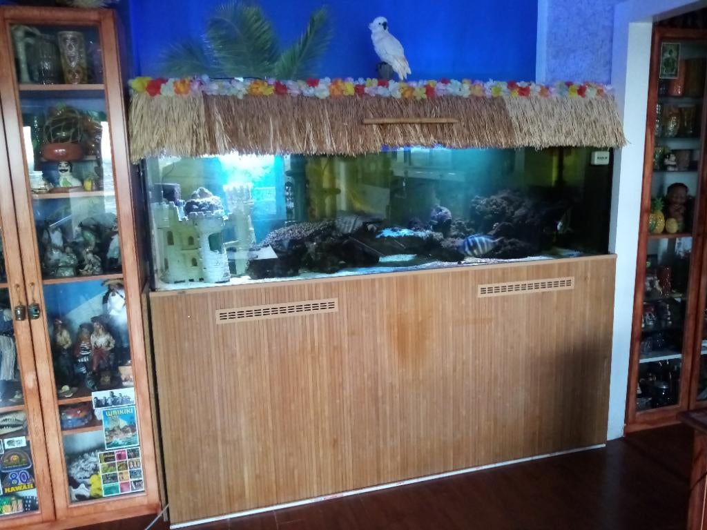 Vissen zeeaquarium, zeewater, Animaux & Accessoires, Poisson, Poisson de mer
