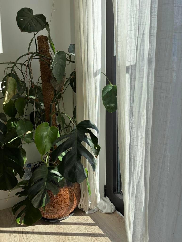 Grote Monstera Deliciosa (Gatenplant) + Mospaal + Sierpot, Enlèvement