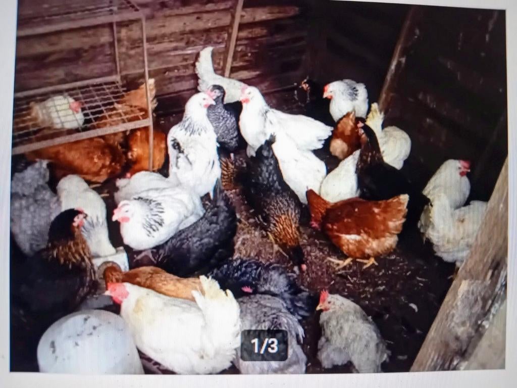 Poules pondeuses Brakel