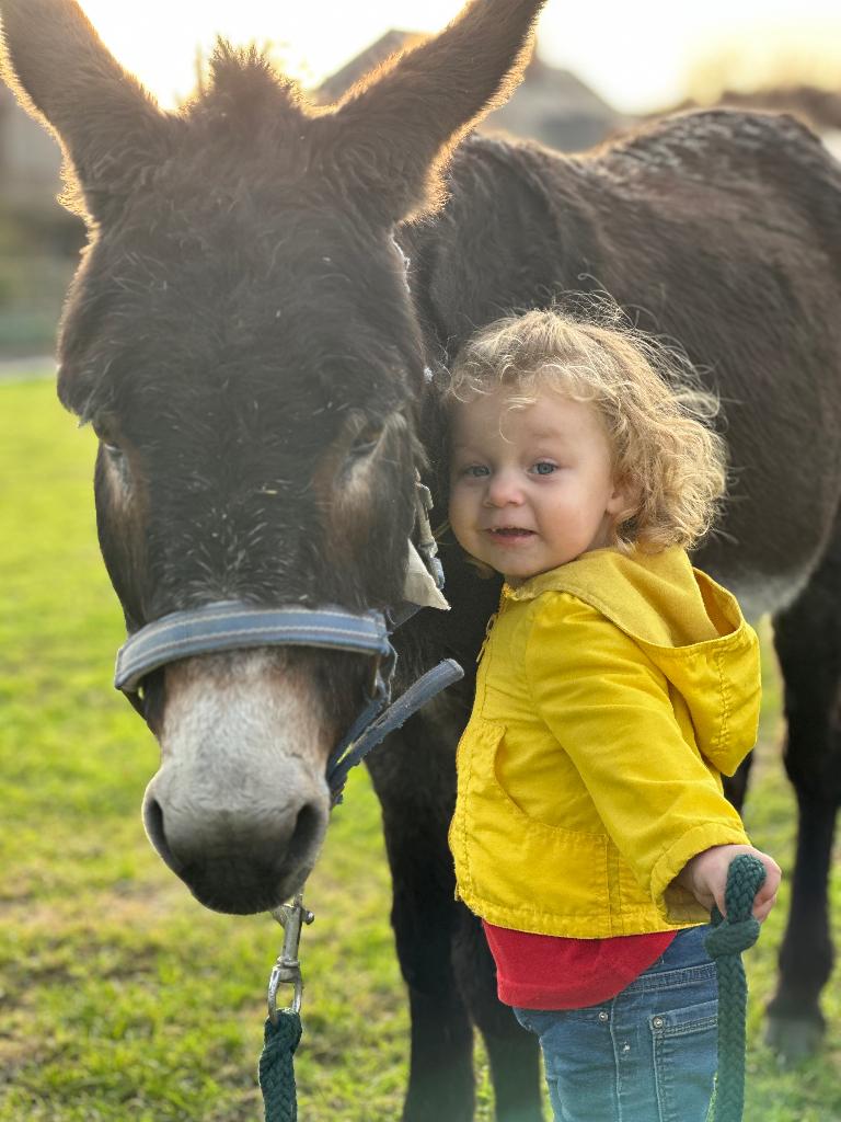 Paardje , pony of ezel gezocht, Dieren en Toebehoren, Meerdere dieren, Niet van toepassing