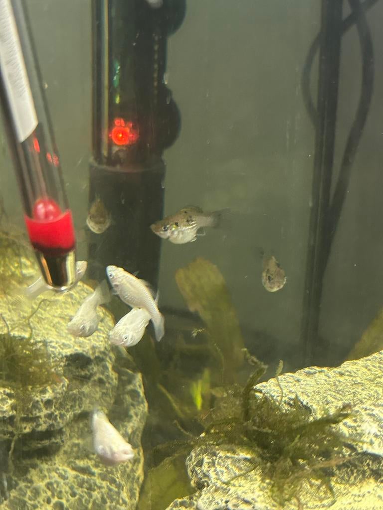 Jonge ballon molly, Vis, Zoetwatervis, Schoolvis