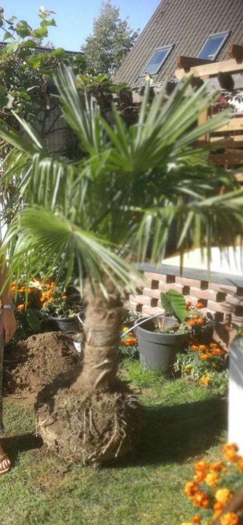 Palmboom tekoop, Tuin en Terras, Bloembollen en Zaden, Ophalen