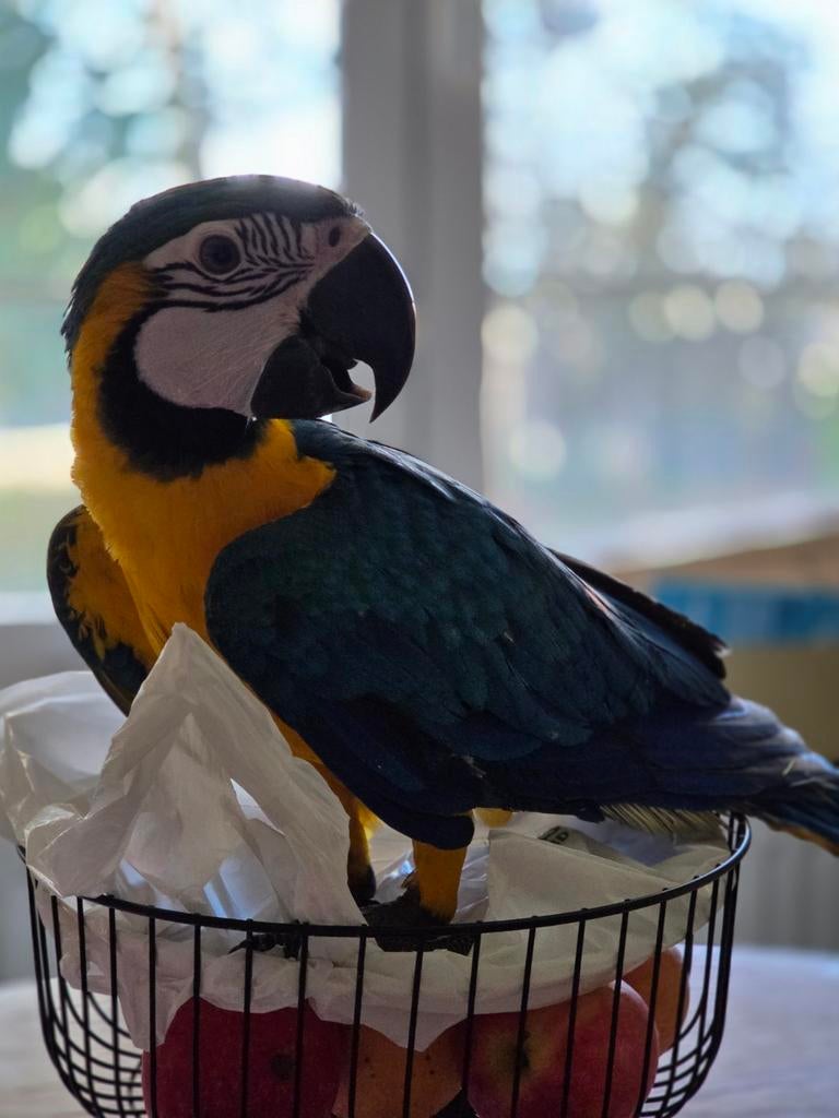 Ara ararauna mâle eam, Mâle, Bagué