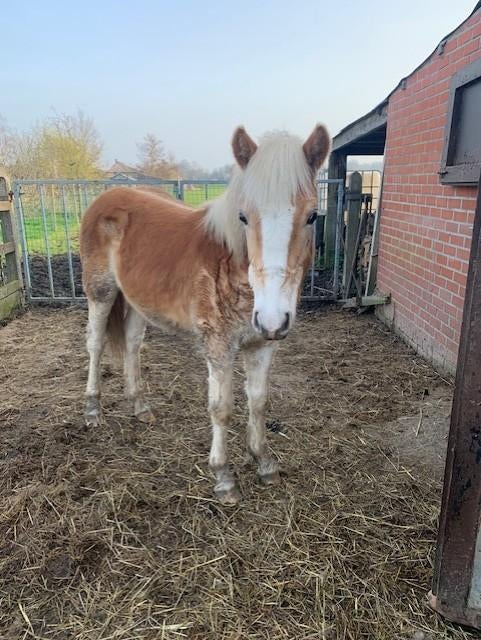 haflinger pony te koop, Dieren en Toebehoren, Pony's, Hengst, Gechipt
