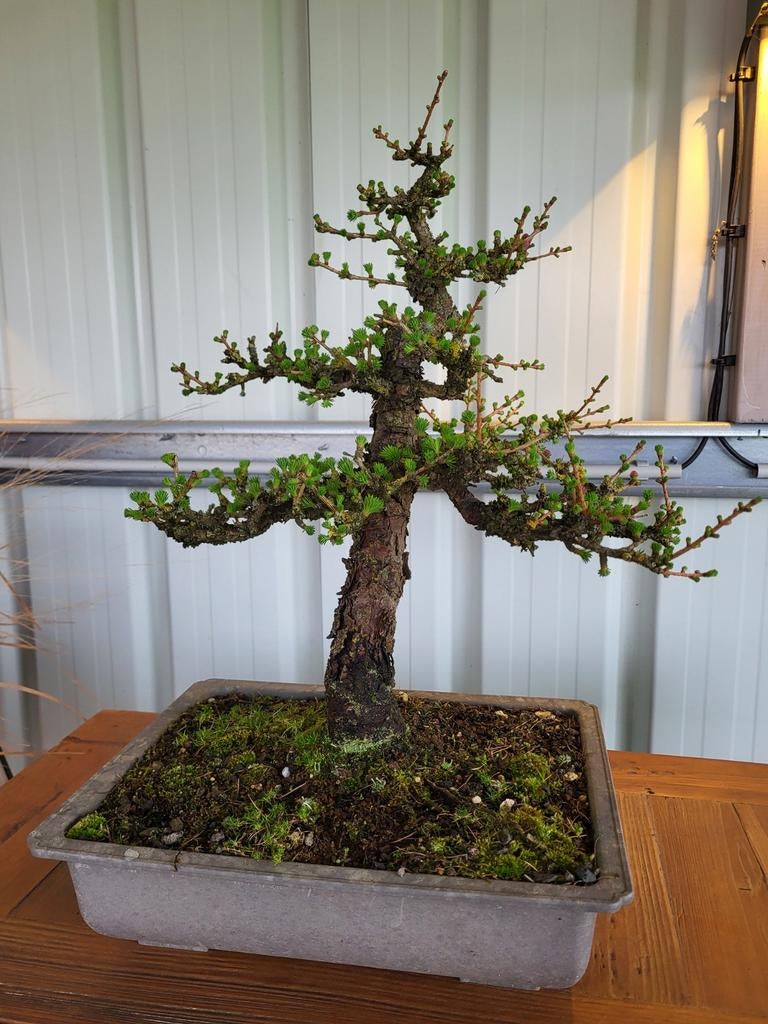 Lariks bonsai, Tuin en Terras, Ophalen