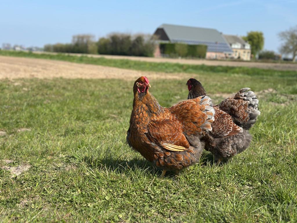 Jonge tamme Wyandotte kippen groot gesekst en ingeënt, Dieren en Toebehoren, Vrouwelijk, Kip