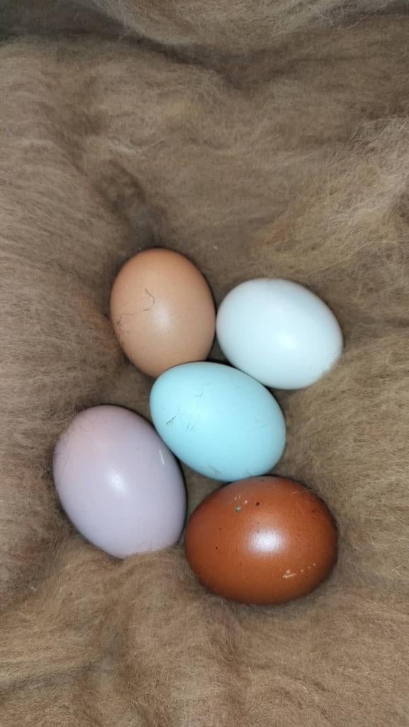 Broedeieren voor kleurleggers, Ophalen