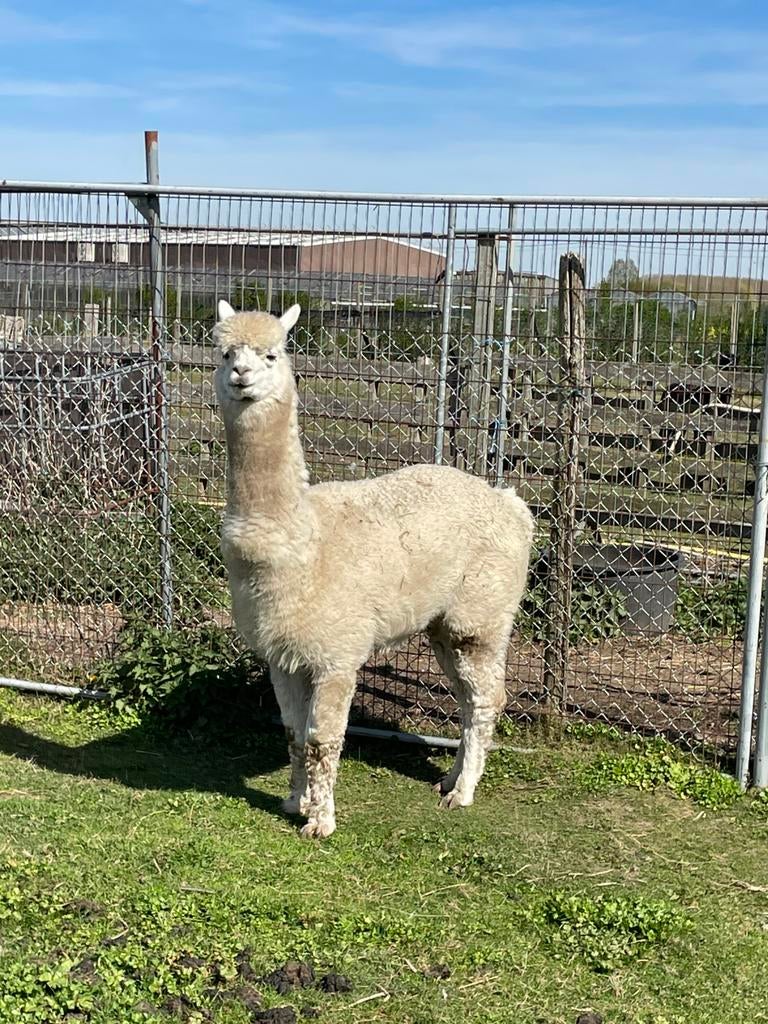 2 alpaca hengsten, Dieren en Toebehoren, Overige Dieren, Januari, Mannelijk
