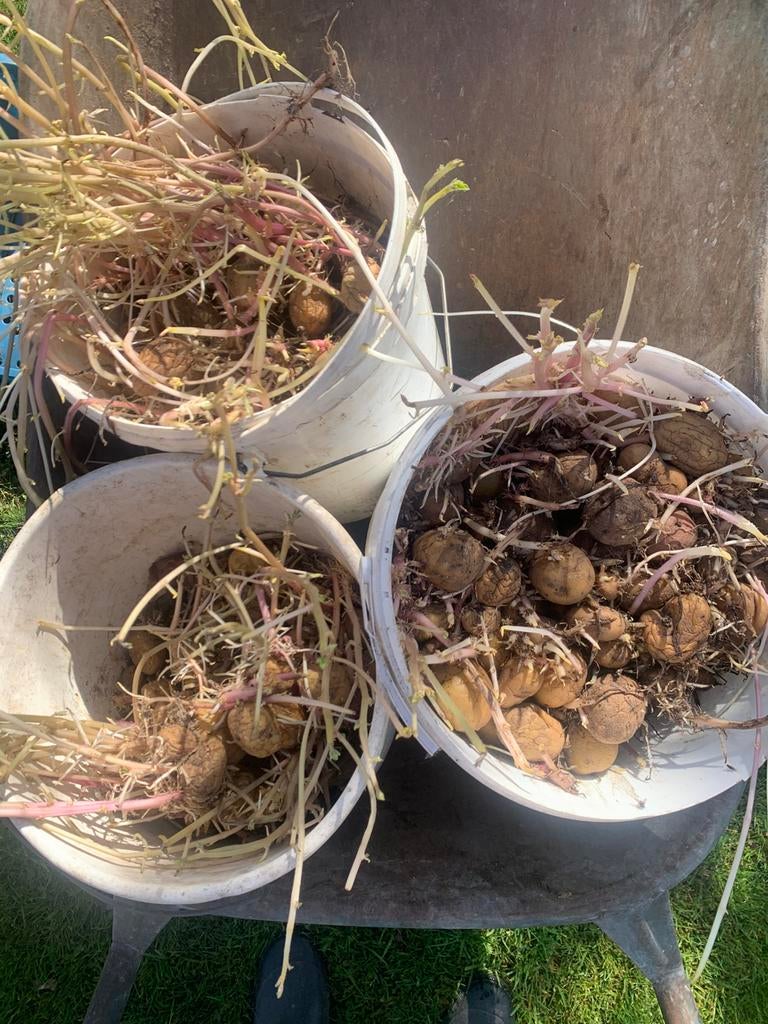 Plant aardappelen van vroege soorten., Ophalen