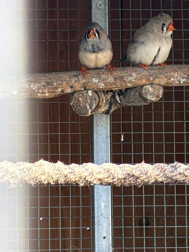 Zebravinken, Dieren en Toebehoren, Meerdere dieren, Tropenvogel