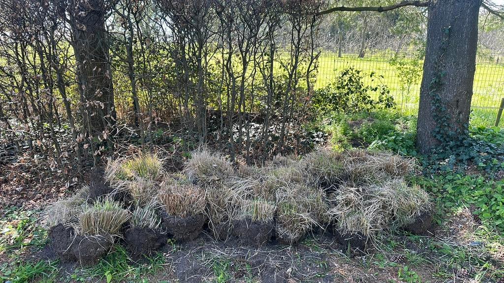 Pennisetum hameln siergras lampenpoetsergras, Tuin en Terras, Planten | Tuinplanten, Ophalen, Volle zon, Vaste plant, Siergrassen